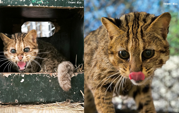 石虎奶奶「小母」再見！北市動物園證實19歲高齡去世　民眾不捨湧入臉書悼念