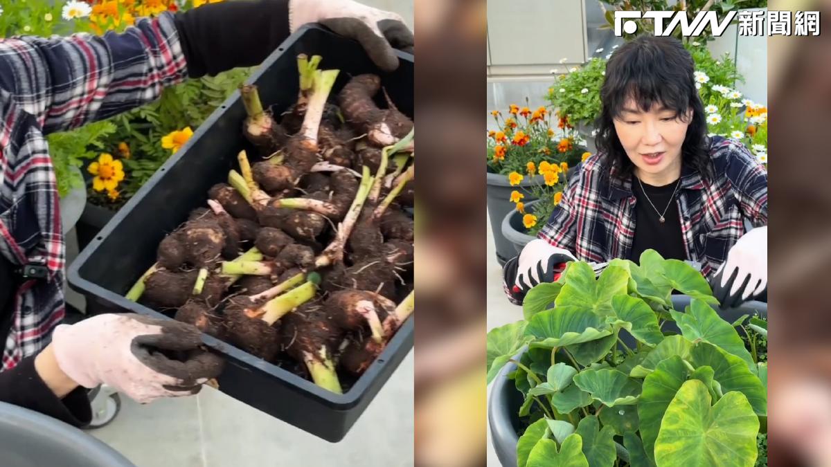 影／影后息影後忙務農？張曼玉採收芋頭　網笑：努力奮鬥的盡頭是種地？