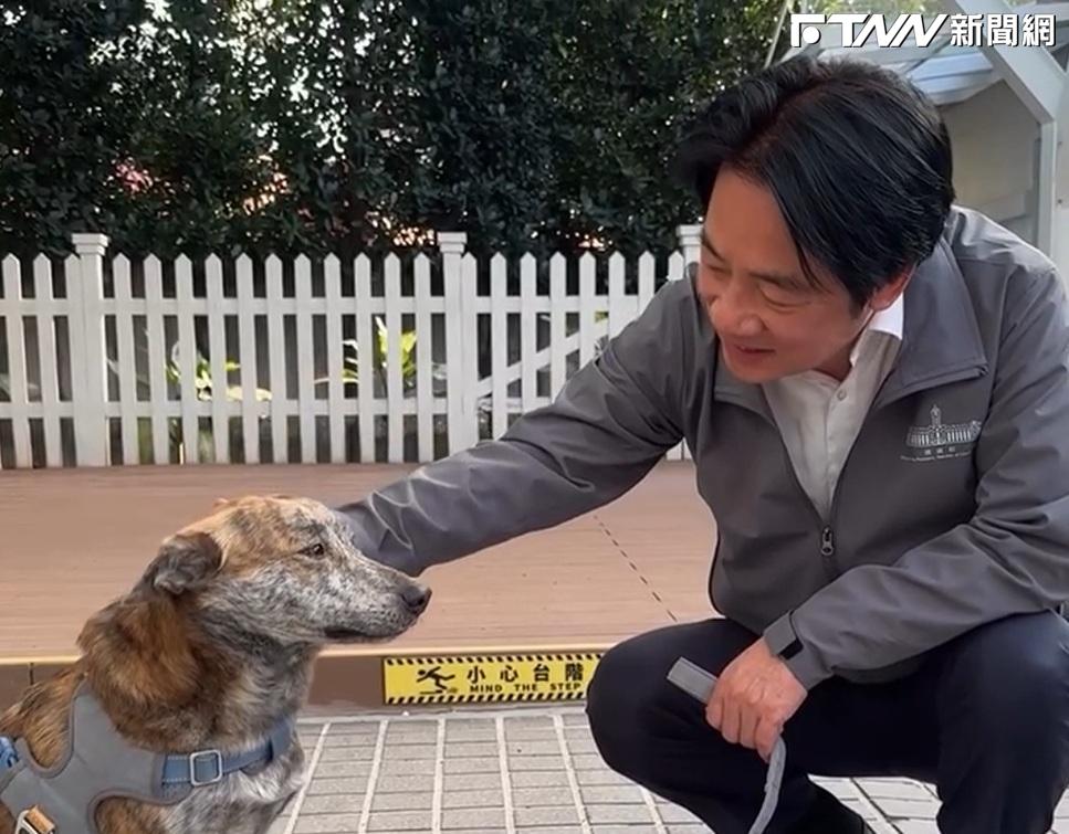 還沒翻頁！陳佩琪再談「斑斑」喊沒歧視　怒轟綠：狗權被高捧人權被踐踏