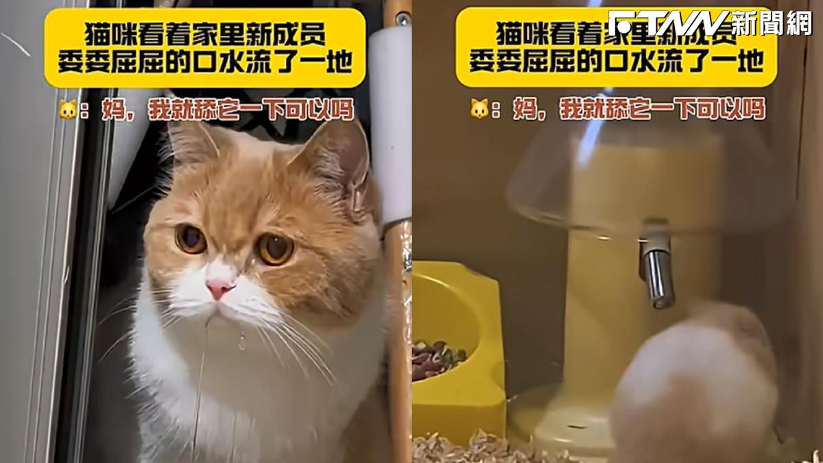 天竺鼠室友太誘人？貓咪口水滴不停　網：好香的鼠條